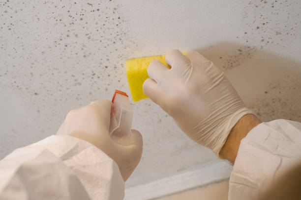 Best Water Damage & Mold Remediation  in Crescent City, CA