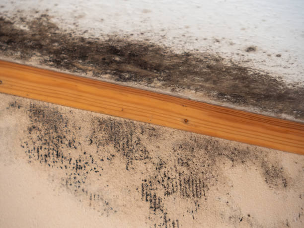 Best Real Estate Mold Inspection  in Crescent City, CA