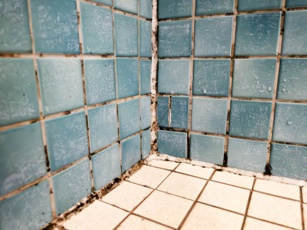 Best Mold Prevention Services  in Crescent City, CA