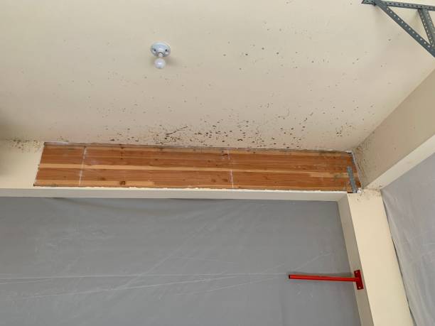 Best Asbestos and Lead Testing During Mold Inspection  in Crescent City, CA