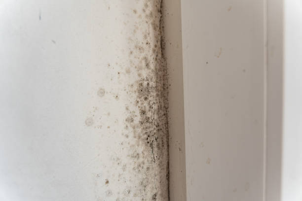Best Forensic Mold Investigation  in Crescent City, CA